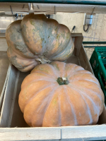 Citrouille musquée de provence