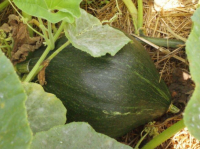 Potiron vert olive- à la coupe