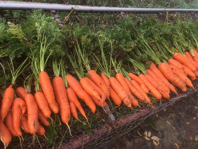 Carottes plein champ bio