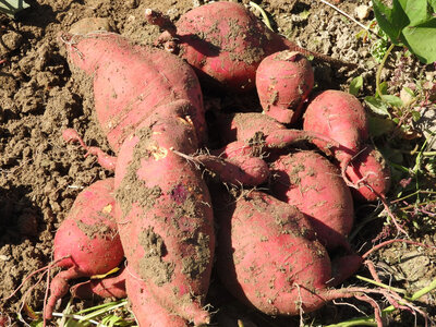 Patates douces bio