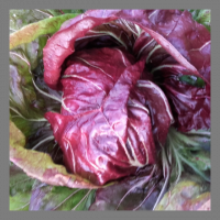 Chicoré rouge chiogga