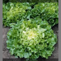 Salade : chicorée scarole