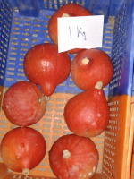 Potimarron  redcurry