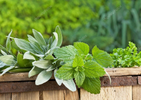 Aromatiques en trio (persil, basilic, menthe)
