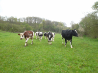 Lot de 10 merguez de boeuf bio