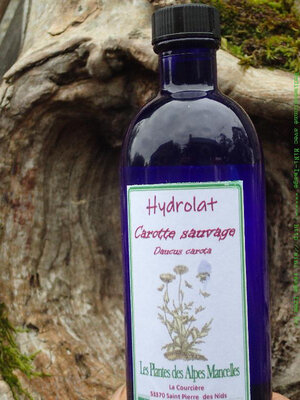 Hydrolat de carotte sauvage