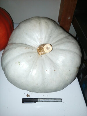 Courge bleue de hongrie bio