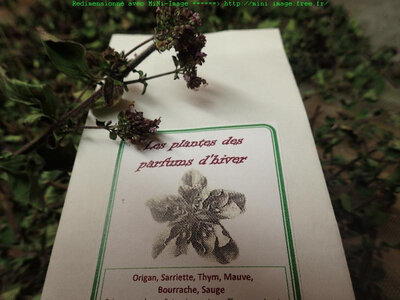 Les plantes des parfums d'hiver