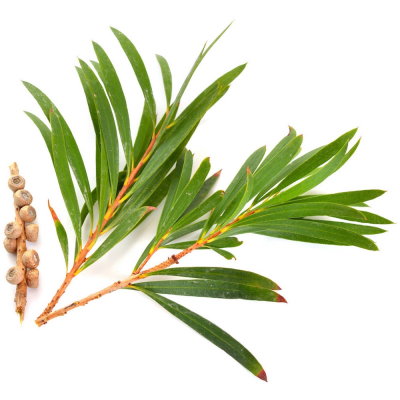 Arbre a the - tea tree 10 ml