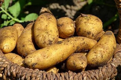Pomme de terre ditta