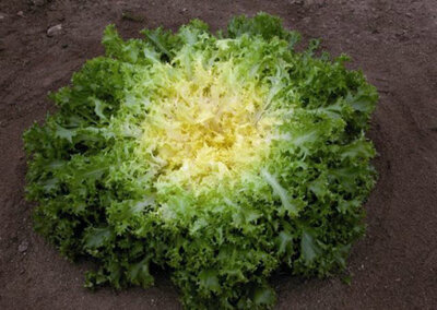 Salade chicorée frisée