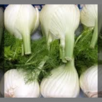 Mini fenouil (non-hybride)