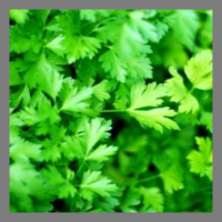 Persil plat en bouquet