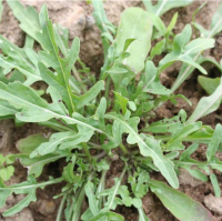 Roquette bio piquante