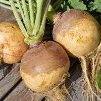 Rutabaga