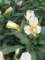 Alstroemeria blanc