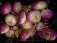 Navet globe à col violet