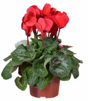 Cyclamens en pot