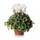 Cyclamens en pot - image 2