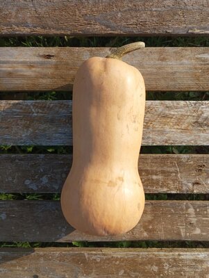 Butternut