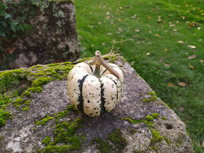 Courge patidou entre 600 et 690 g