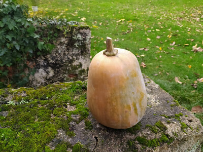 Courge sucrine du berry 1,3 à 1,8kg