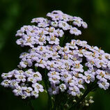 Eau florale d'achillée