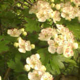 Eau florale d'aubépine