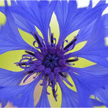 Eau florale de bleuet