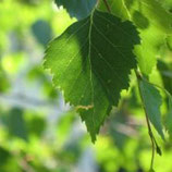 Eau florale de bouleau