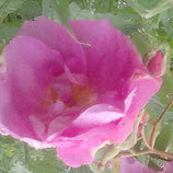 Eau florale de rose