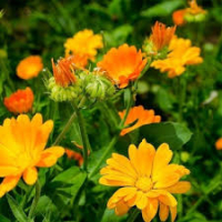 Eau florale de calendule/souci