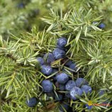 Eau florale de genévrier