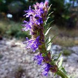 Eau florale d'hysope