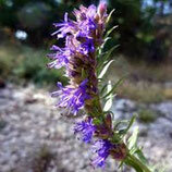 Eau florale d'hysope
