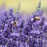 Eau florale de lavande