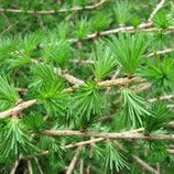 Eau florale de mélèze