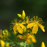 Eau florale de millepertuis