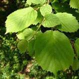 Eau florale de noisetier