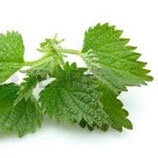 Eau florale d'ortie