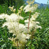 Eau florale de reine des prés