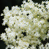 Eau florale de sureau