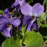 Eau florale de violette