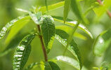 Eau florale de verveine