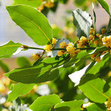 Huile essentielle de laurier