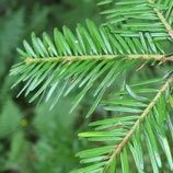 Huile essentielle de sapin