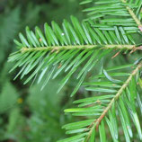 Huile essentielle de sapin