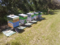 Miel de fleurs du phare de richard