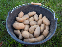 Pomme de terre gourmandine