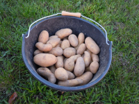 Pomme de terre gourmandine